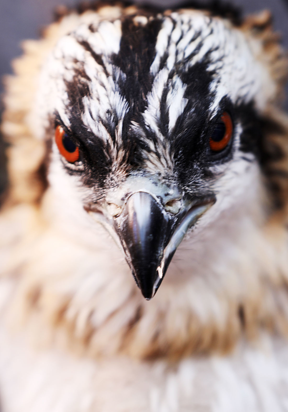 Looking into the nest and the eyes of a baby osprey